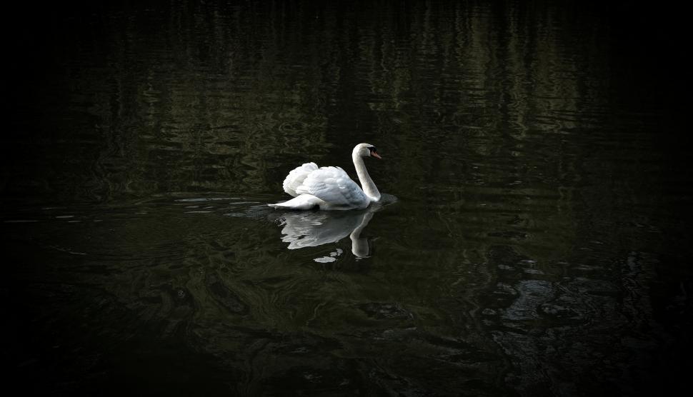Free Image of Elegant White Swan Gliding on Water 