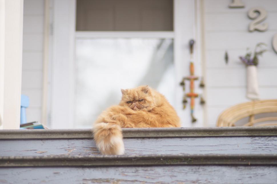 Free Image of Orange Cat Sitting on Porch Edge 