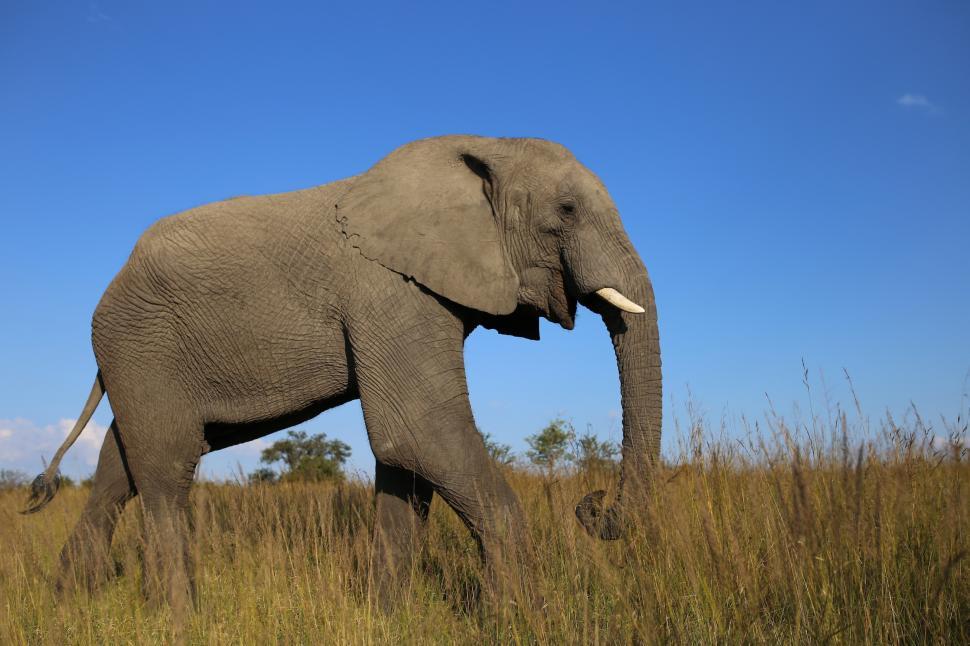 Free Image of African Bush Elephant 