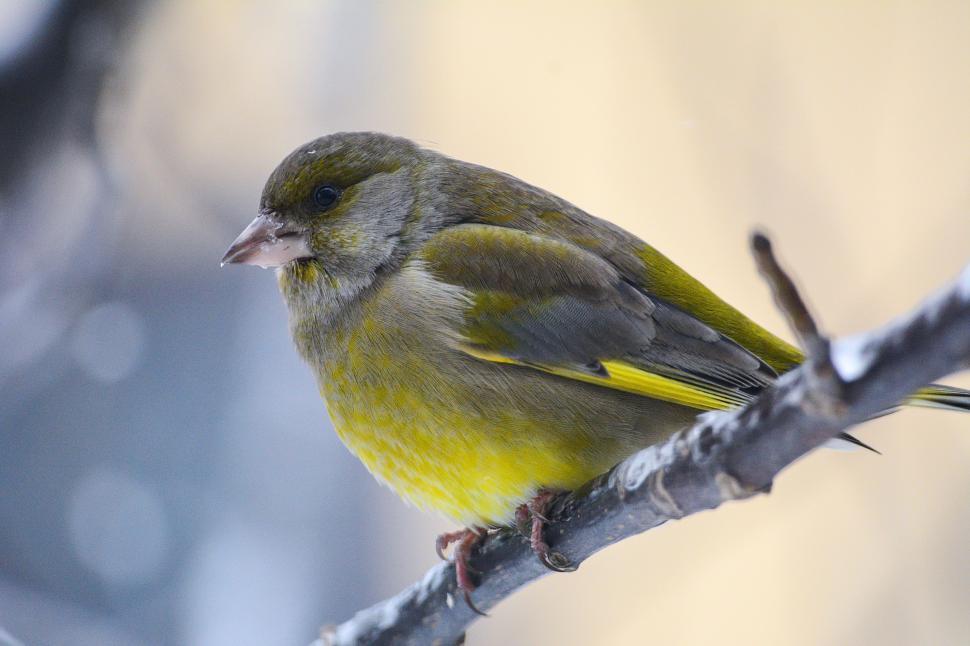 Free Image of Yellow and Gray Bird Perching on Branch 