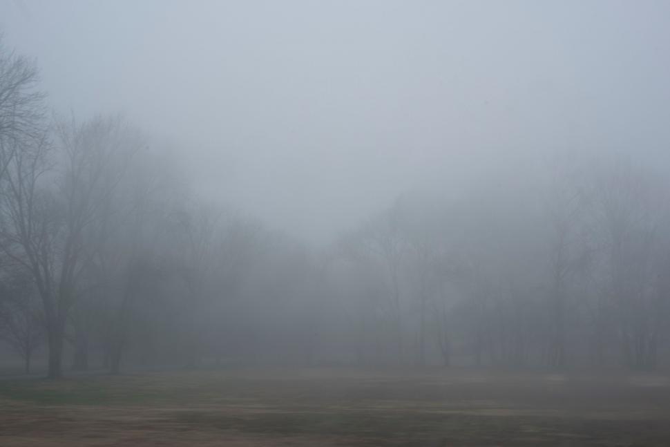 Free Image of Misty Forest Scene in Monochrome 