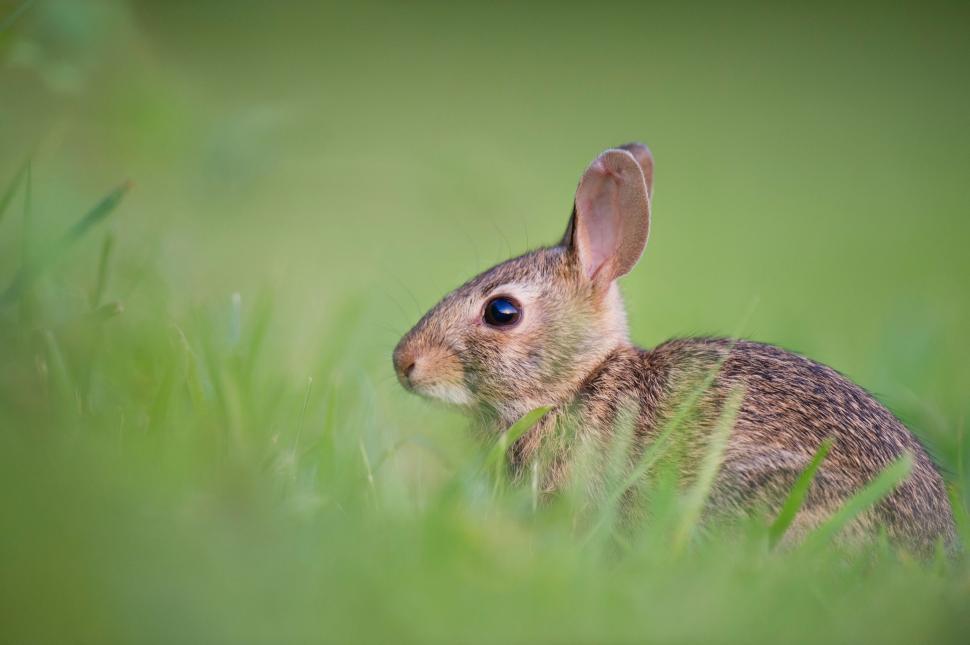 Free Image of Small Rabbit Sitting in Tall Grass 
