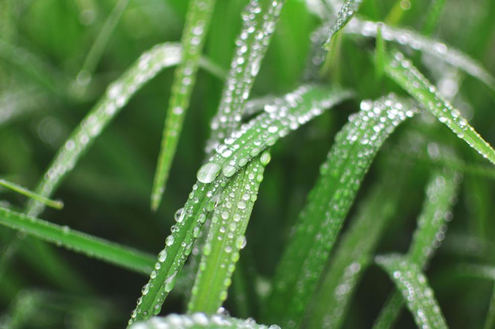 Free Image of Close Up of Grass With Water Droplets 