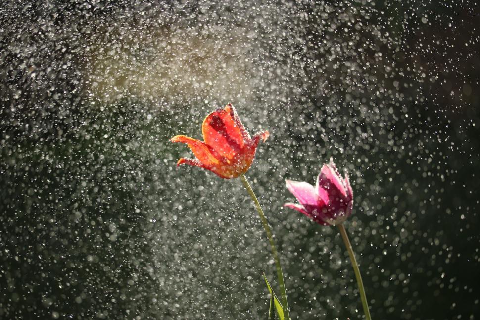 Free Image of Two Red Flowers Sprinkled With Water 
