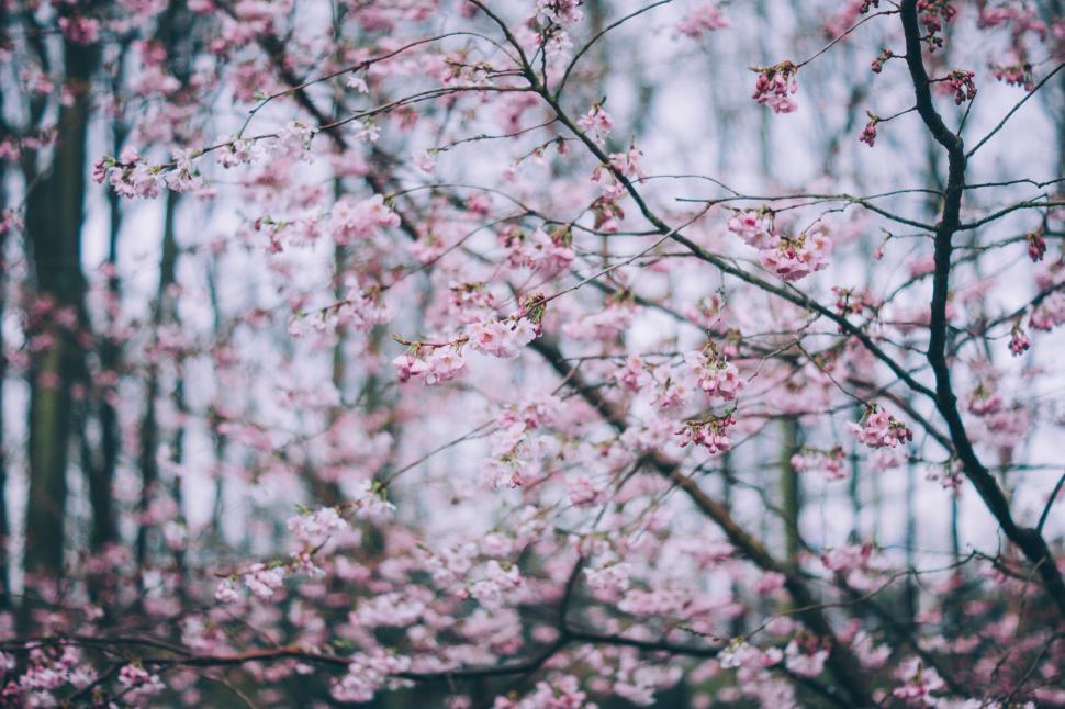 Free Image of Tree With Pink Flowers in a Forest 