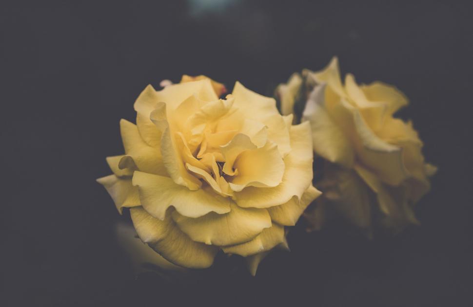 Free Image of Close Up of Two Yellow Roses on Black Background 
