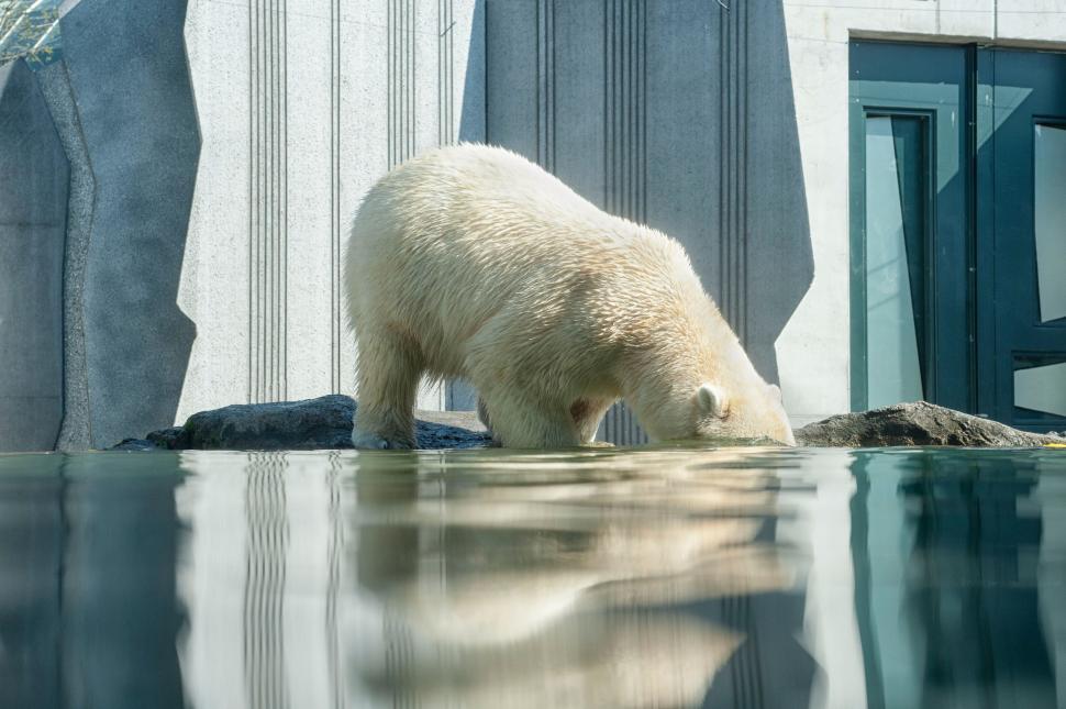 Free Image of Polar Bear Standing on Top of Water Pool 