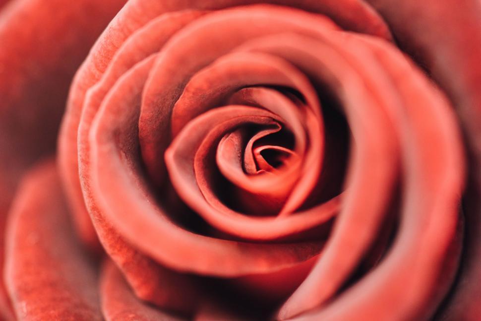 Free Image of Close Up of a Red Rose Flower 