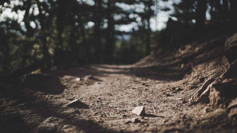Free Image of Dirt Path Cutting Through Forest 