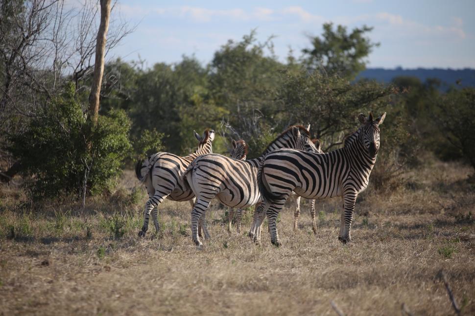 Free Image of Zebras in Zambezi National Park  