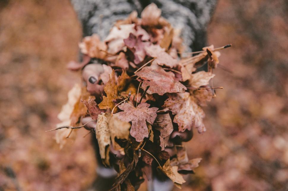 Free Image of Person Holding Bunch of Leaves. 