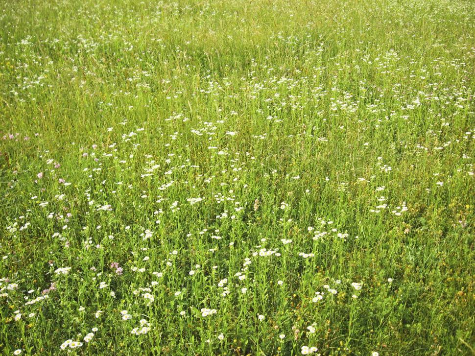 Free Image of green meadow 