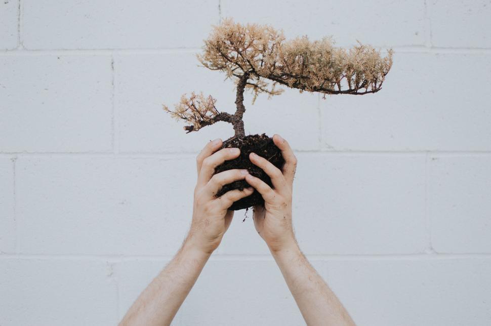 Free Image of Person Holding Small Tree in Hands 