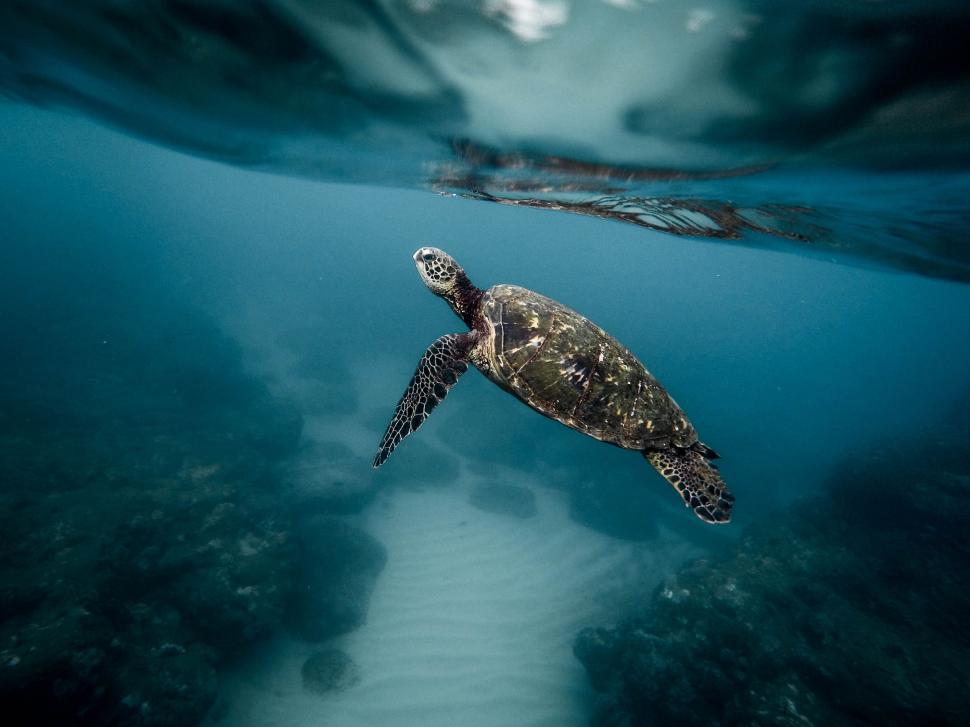 Free Image of Turtle Swimming in the Ocean 