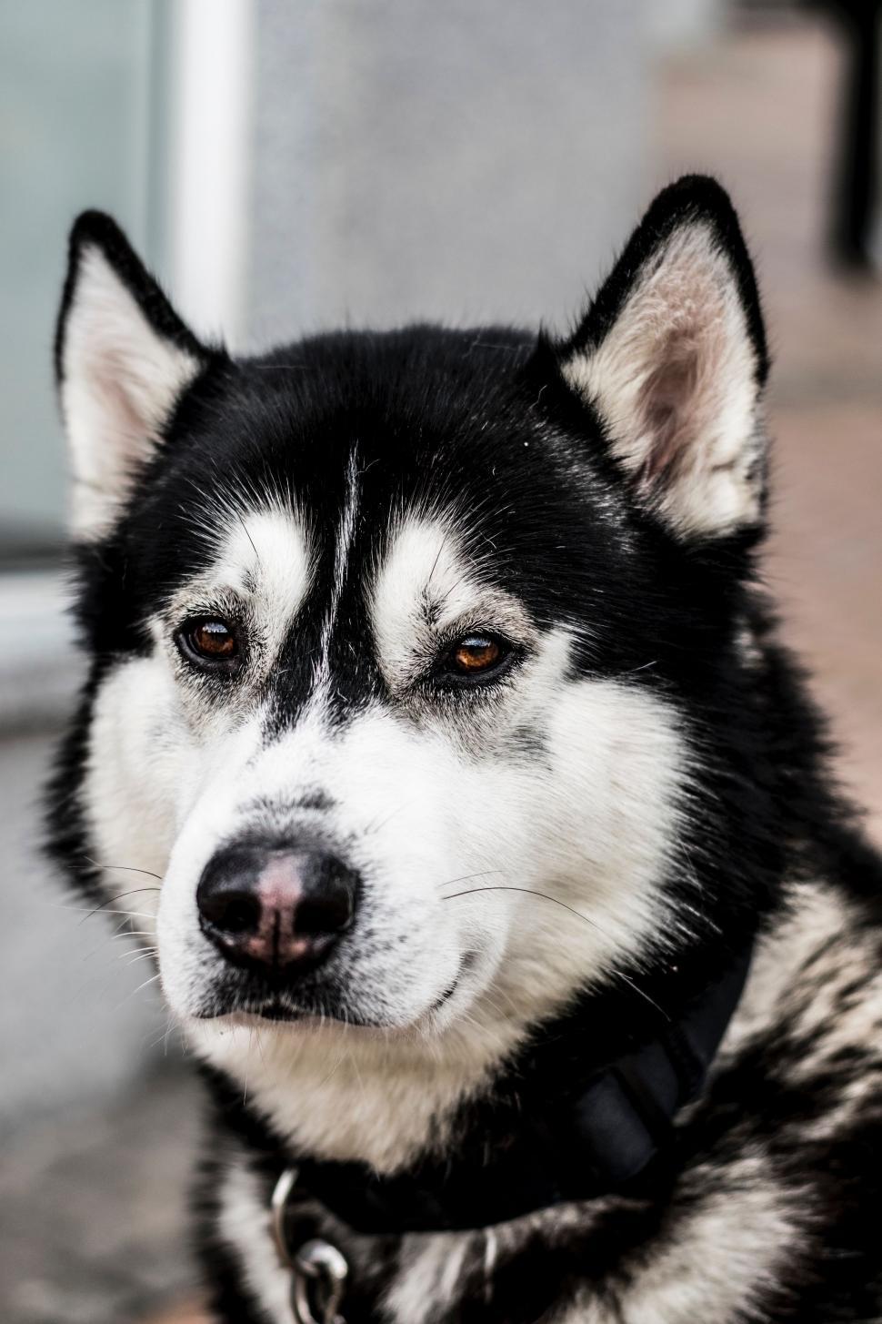 Free Image of dog eskimo dog canine domestic animal sled dog malamute animal siberian husky 