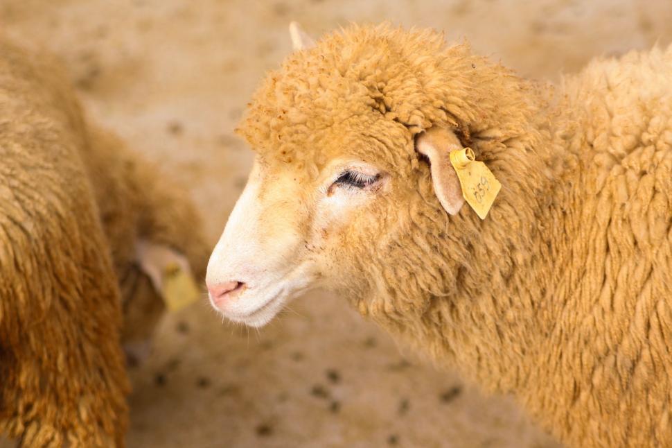 Free Image of Two Sheep Standing Next to Each Other 