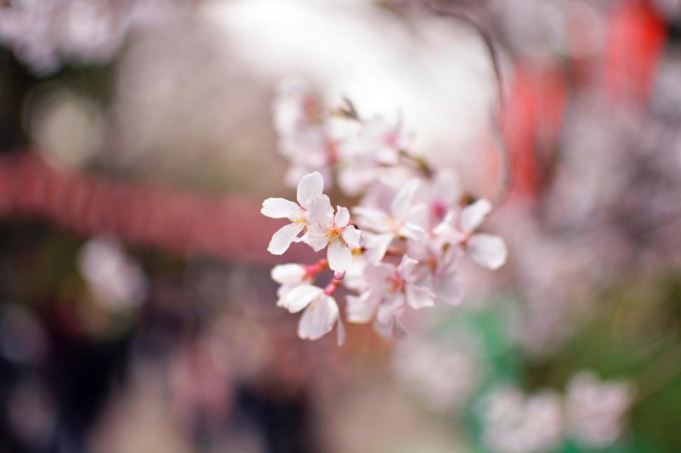 Free Image of Close Up of a Flower With Blurry Background 
