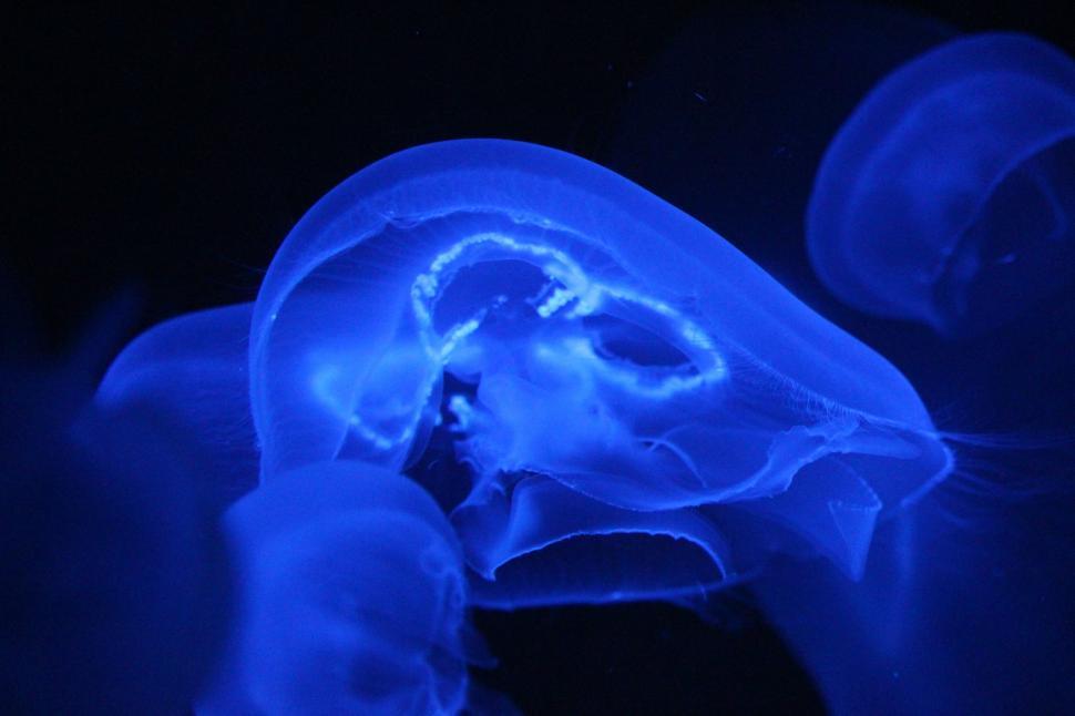 Free Image of Close Up of a Jellyfish in Blue Light 