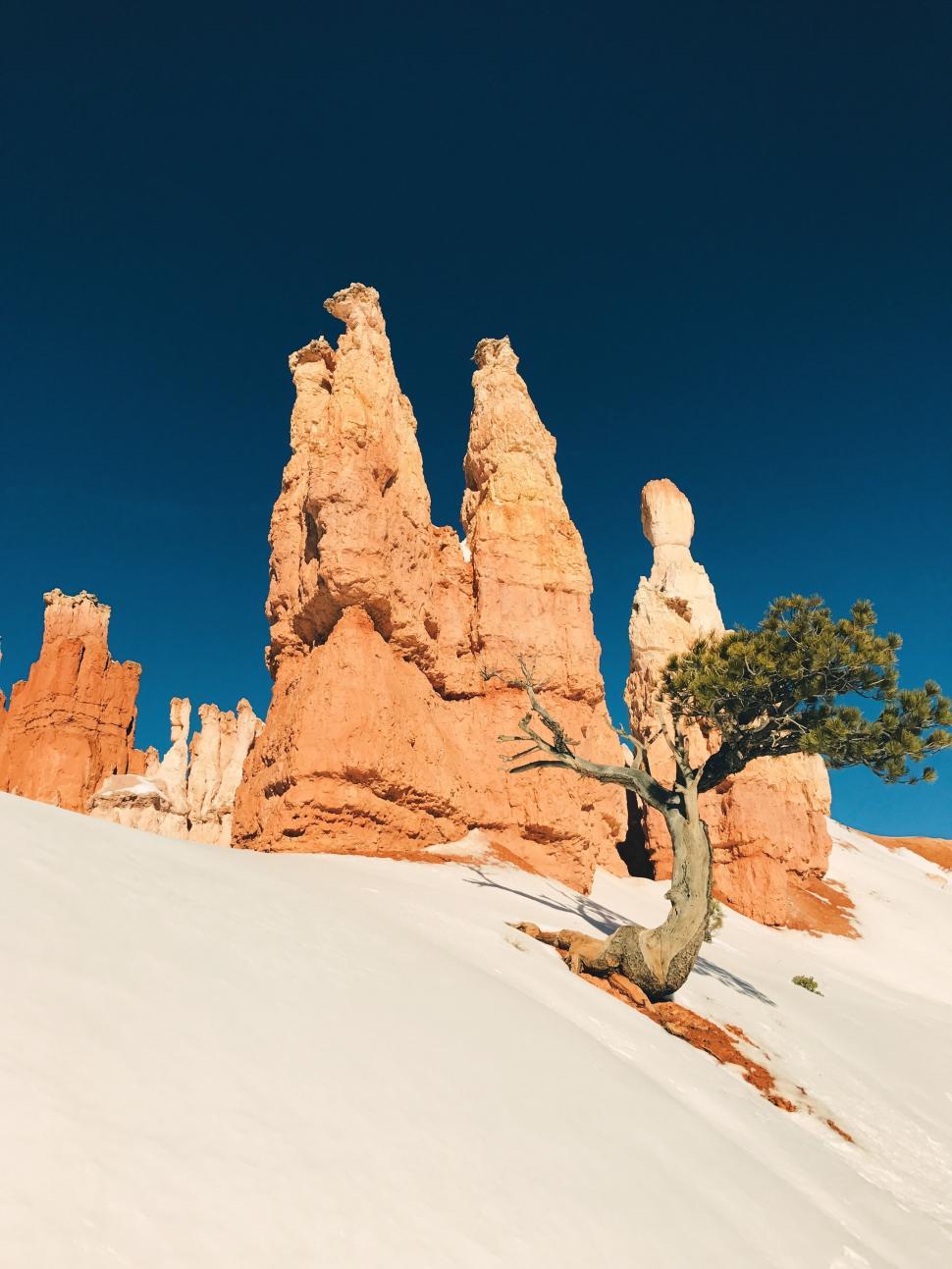 Free Image of Lone Tree Standing in Snowy Wilderness 