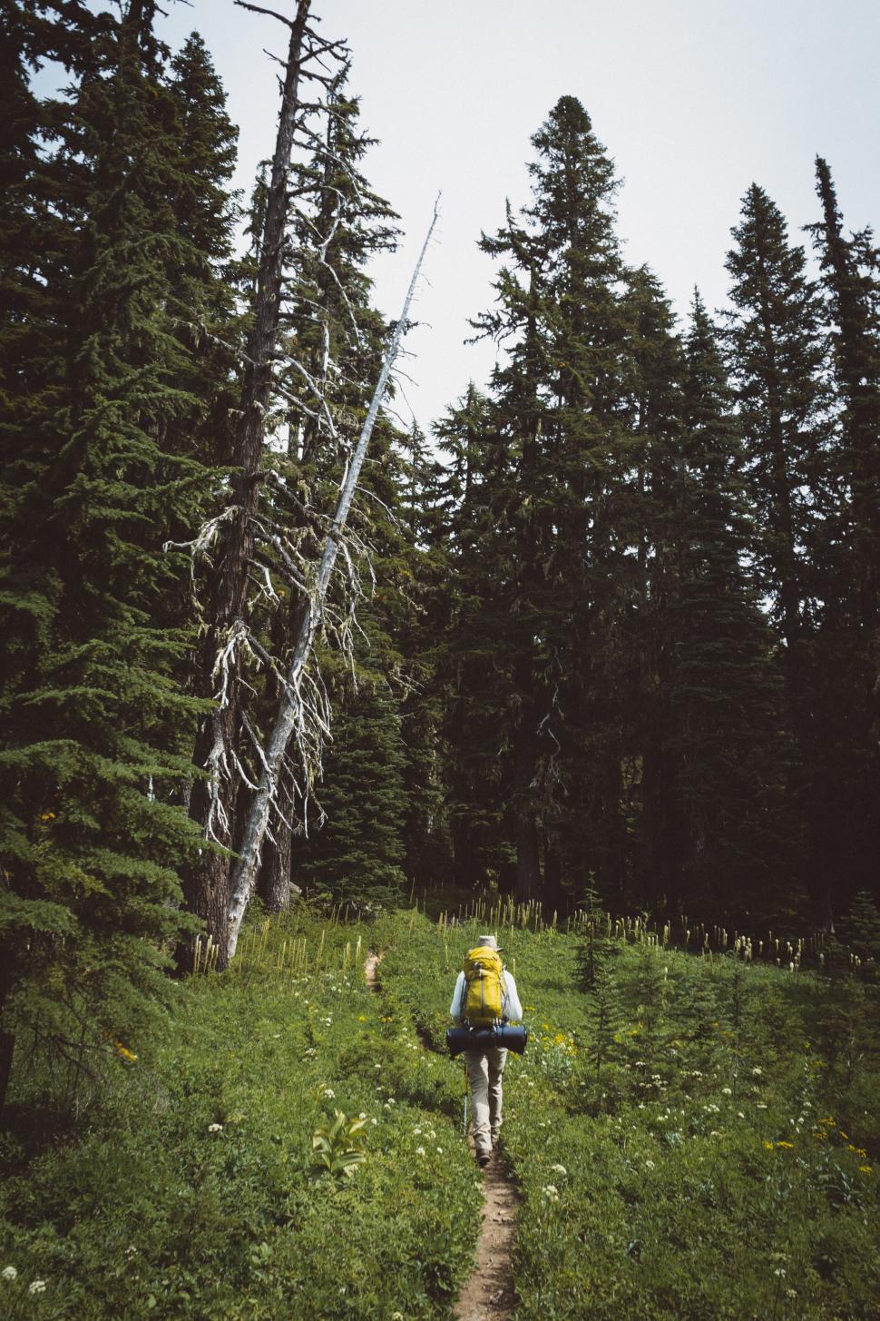 Free Image of Person With Yellow Backpack Walking Through Forest 