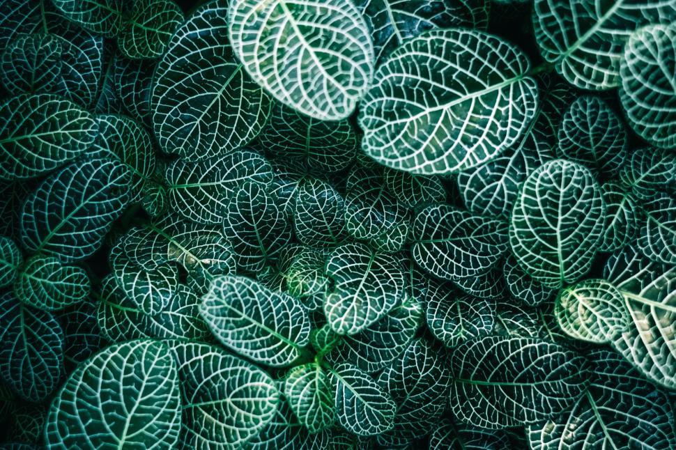 Free Image of Green Leaves Arranged on Table 