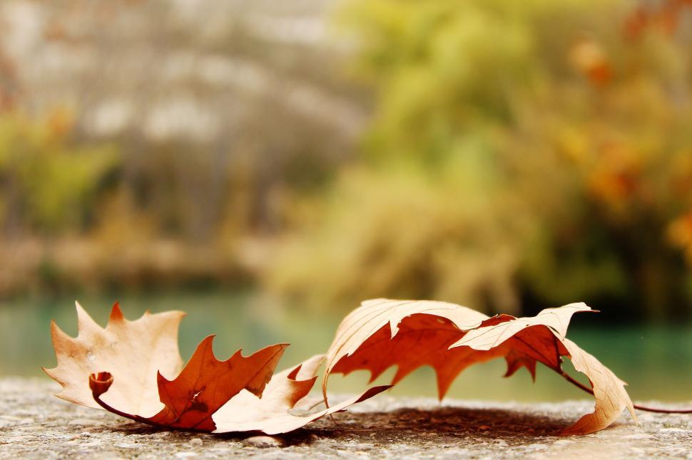 Free Image of Two Red and White Leaves on the Ground 