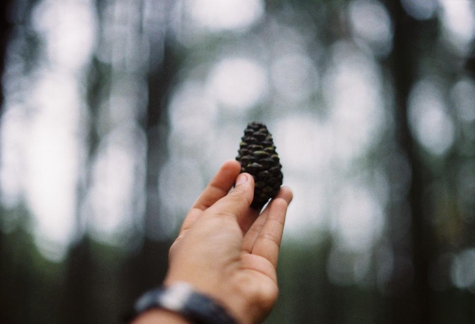 Free Image of Person Holding Pine Cone in Hand 