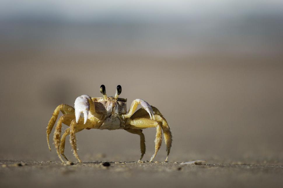 Free Image of Yellow and White Crab Standing on Beach 