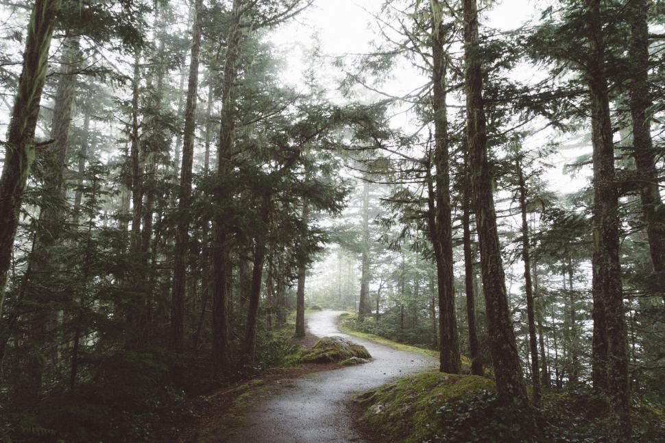 Free Image of Dirt Road Through Forest 