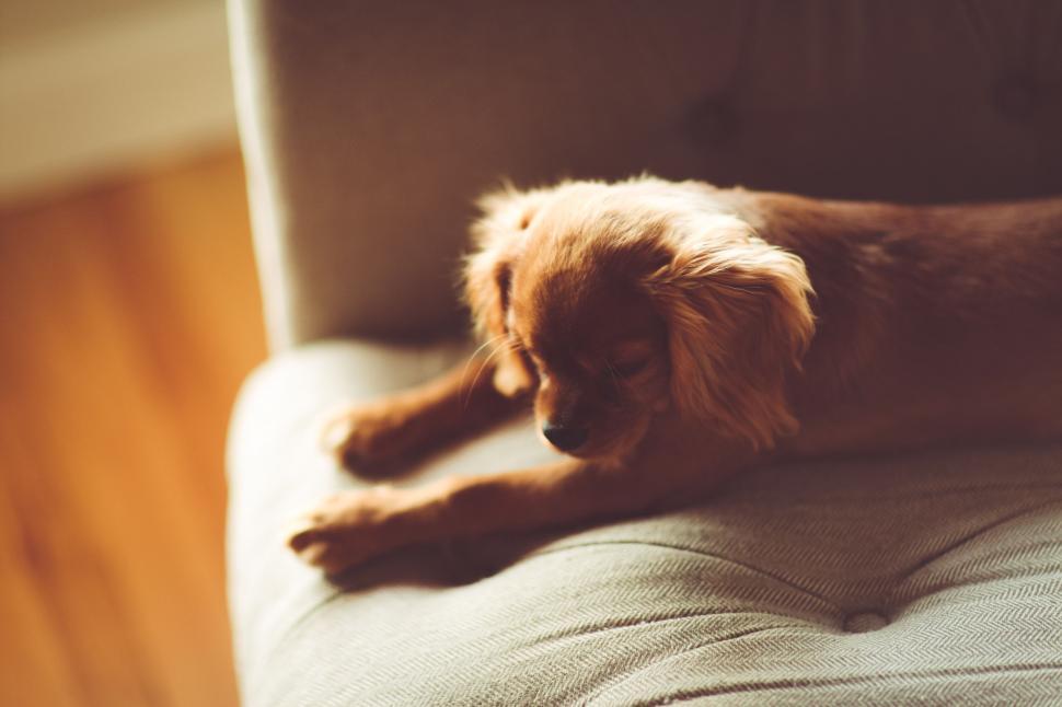 Free Image of Brown Dog Laying on Top of Chair 