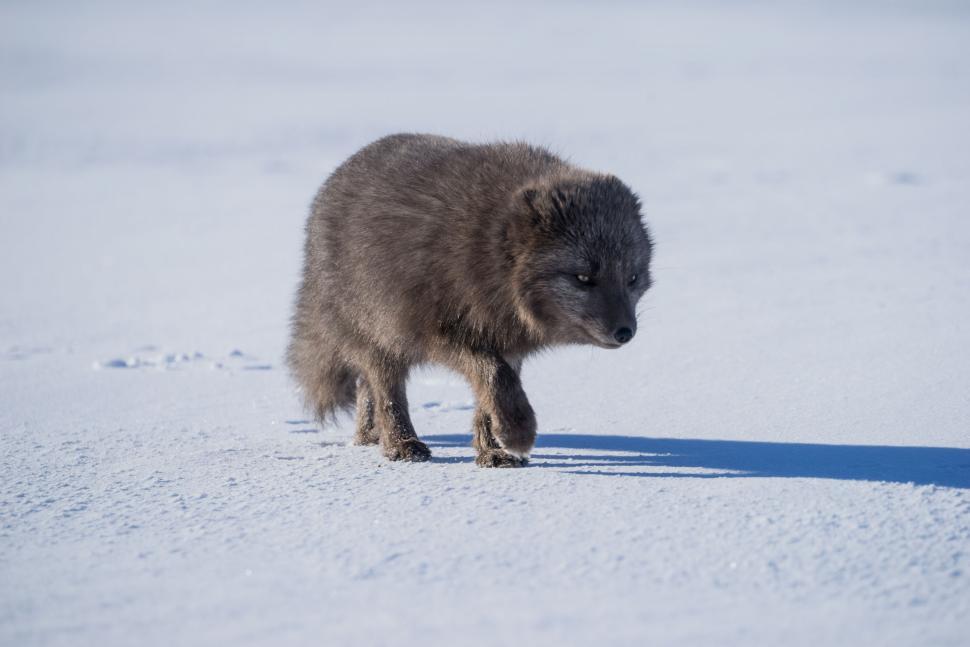 Free Image of Baby Bear Walking Across Snow Covered Field 