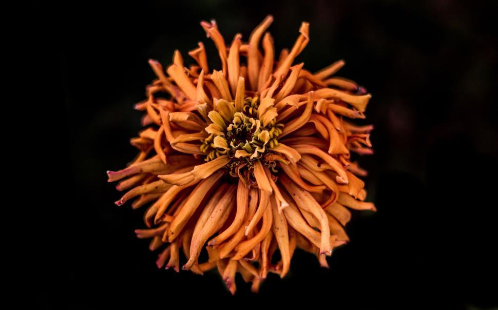 Free Image of Close-Up of Flower on Black Background 