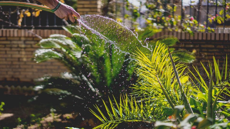 Free Image of Man Watering Garden With Hose 
