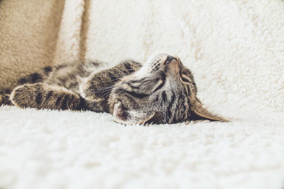 Free Image of A Cat Relaxing on a Blanket 
