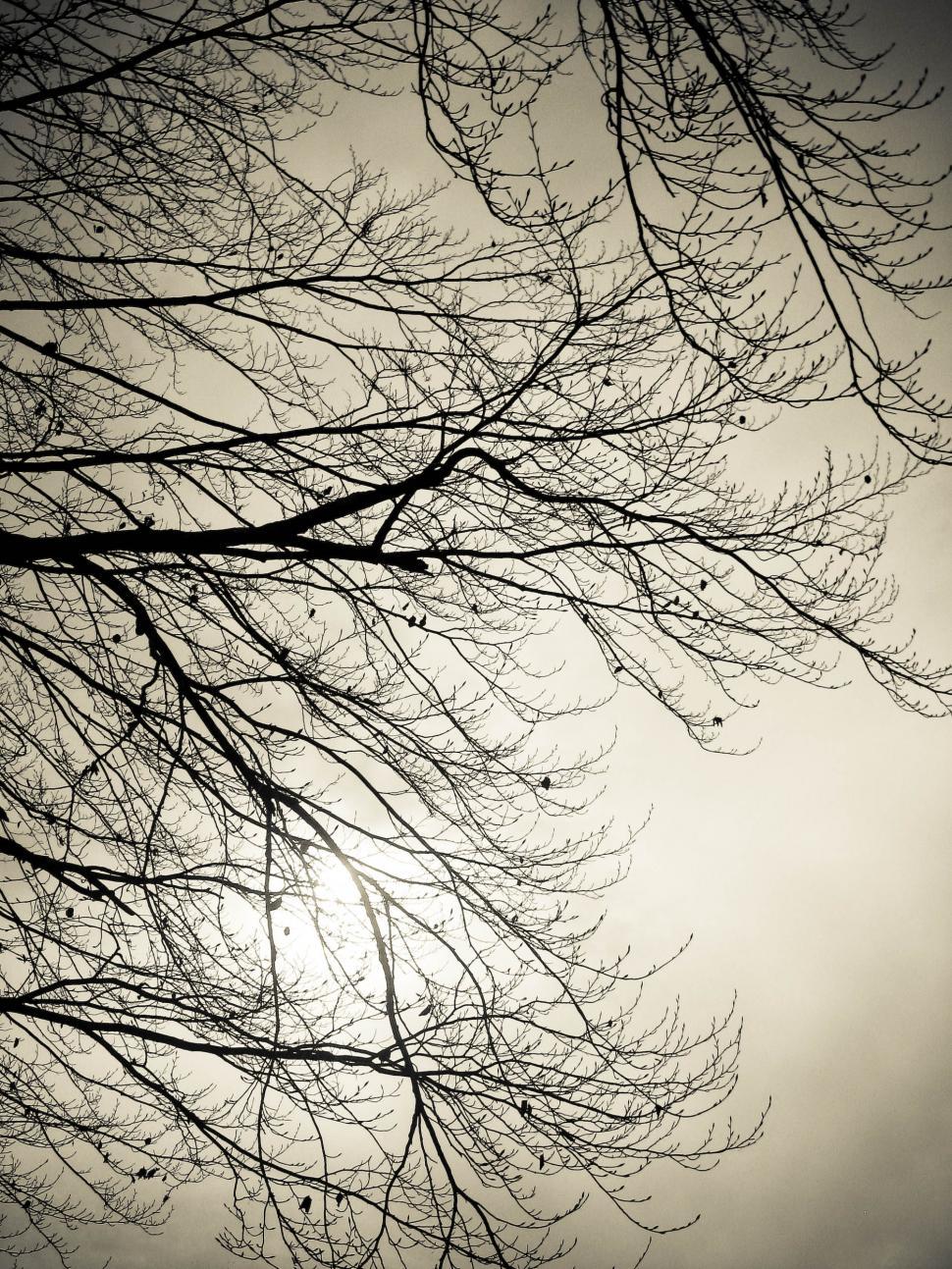 Download Free Stock Photo of dark tree branches 