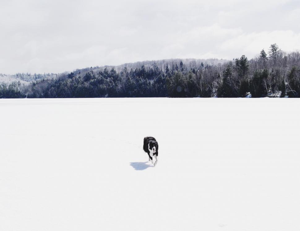 Free Image of Dog Walking Across Snow Covered Field 
