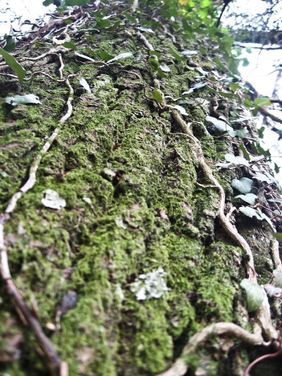 Free Image of mossy tree 