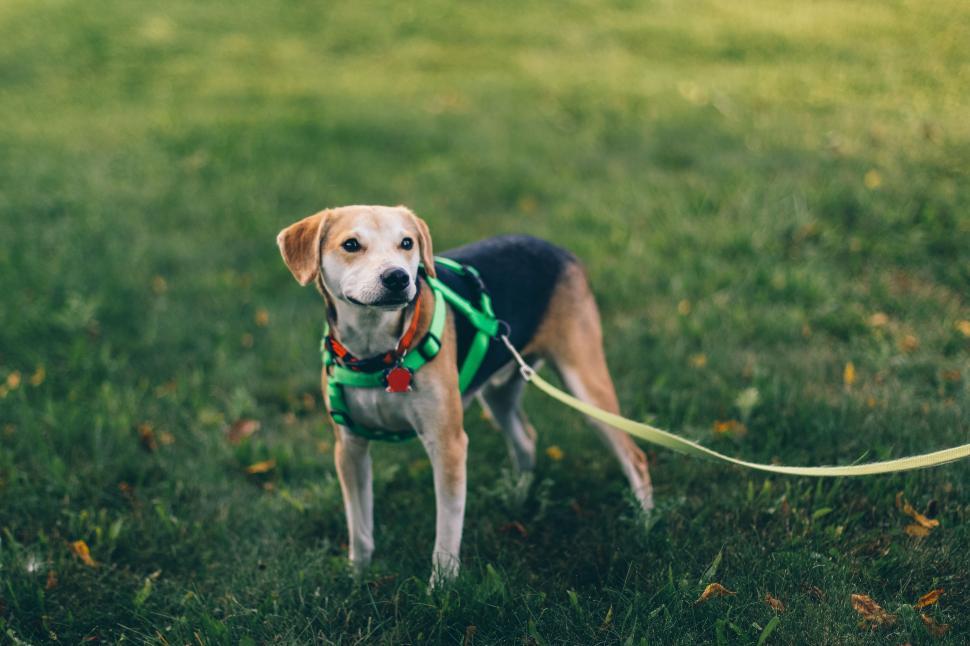 Free Image of Small Dog Wearing Green and Red Harness 