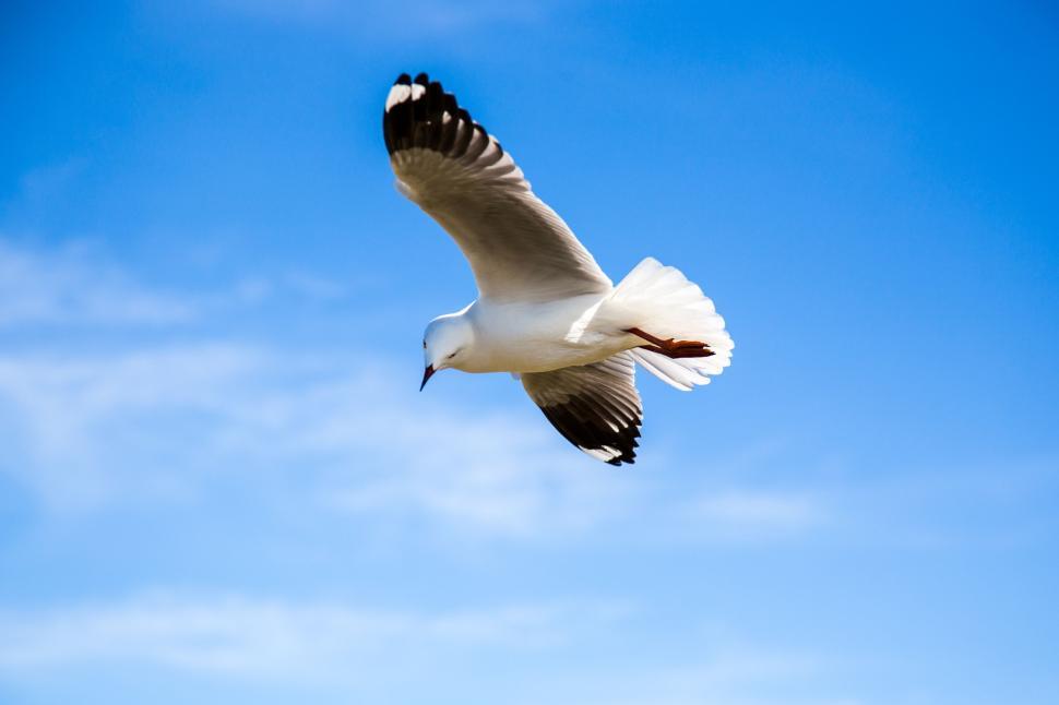 Free Image of Seagull Soaring in the Sky 