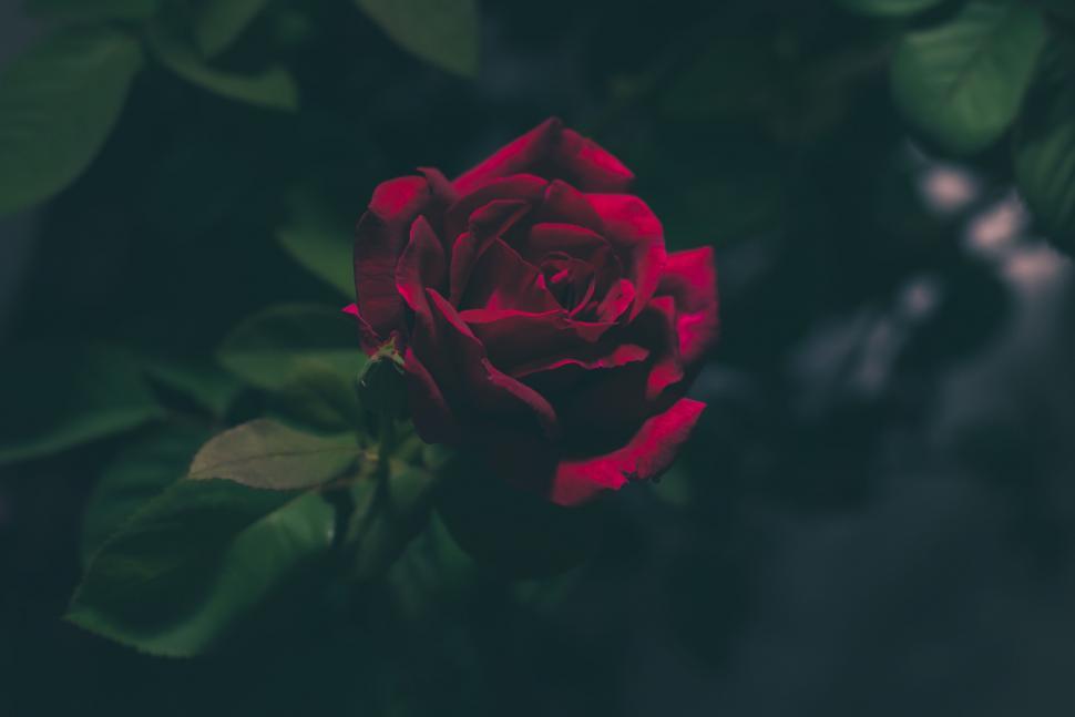 Free Image of Red Rose and Green Leaves on Dark Background 