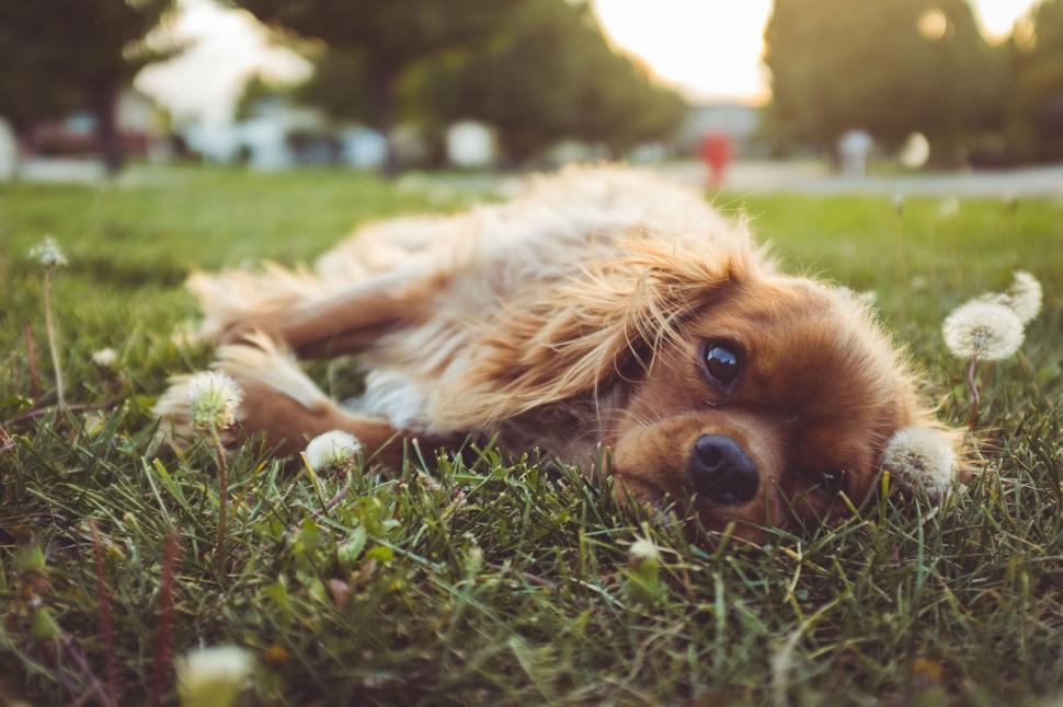 Free Image of Dog Relaxing in Grass With Dandelions 