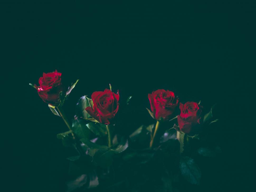 Free Image of Three Red Roses in a Vase on a Table 