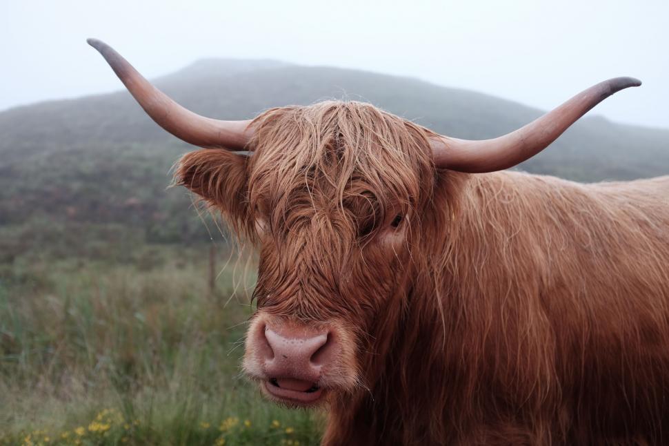 Free Image of Brown Cow With Long Horns Standing in Field 