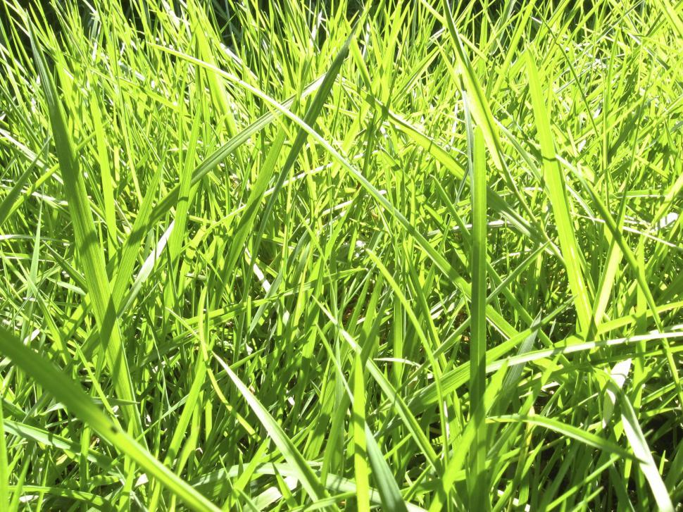 Free Image of grass 