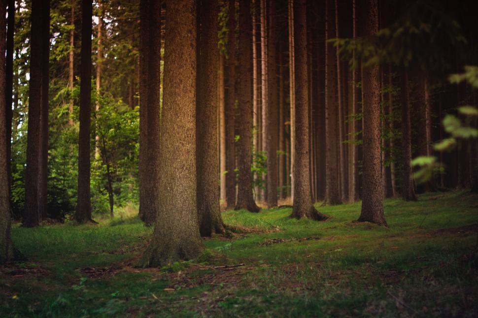 Free Image of Towering Trees Dominate Lush Forest Landscape 