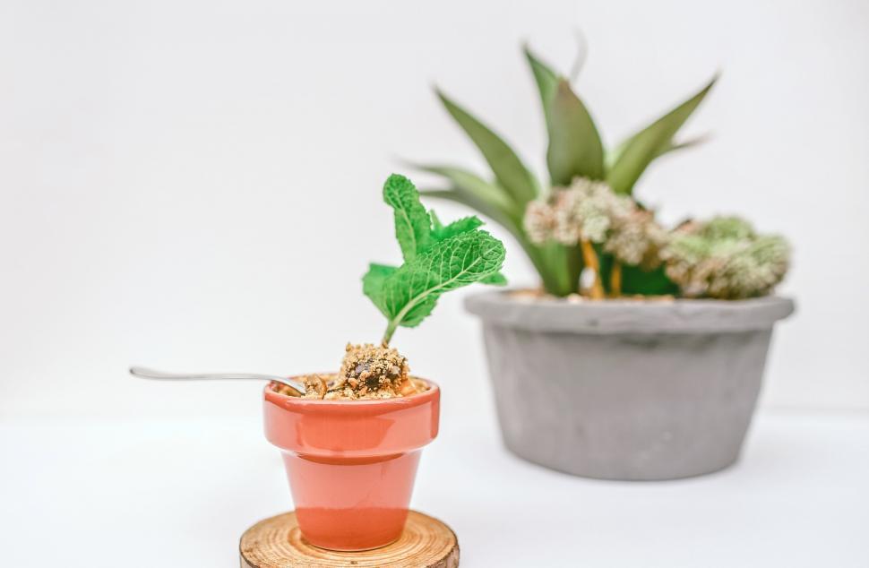 Free Image of Small Potted Plant Next to Larger Potted Plant 