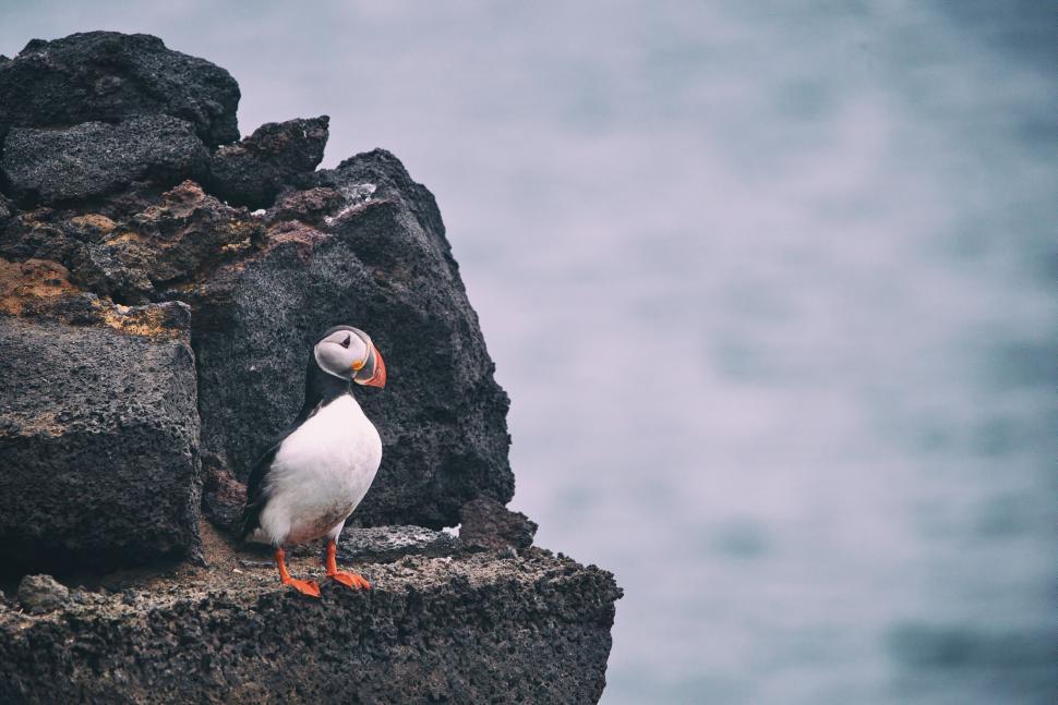 Free Image of Small White and Orange Bird Perched on Rock 