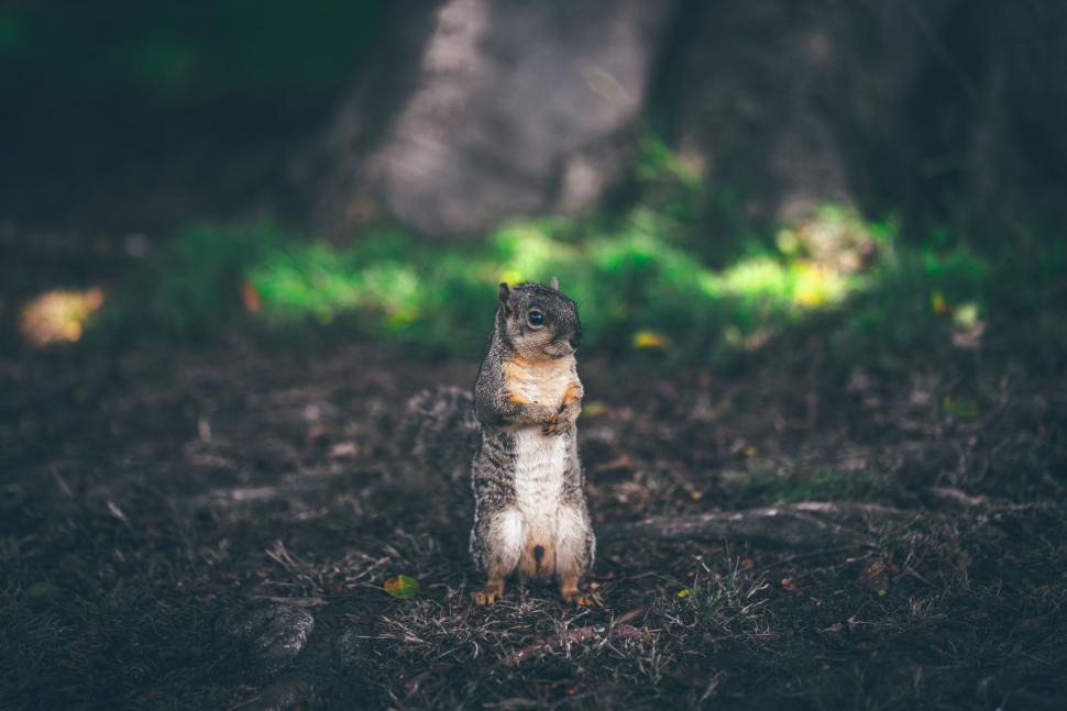 Free Image of Small Squirrel Standing on Hind Legs 