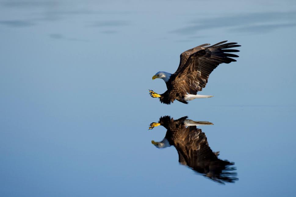 Free Image of Two Bald Eagles Flying Over a Body of Water 