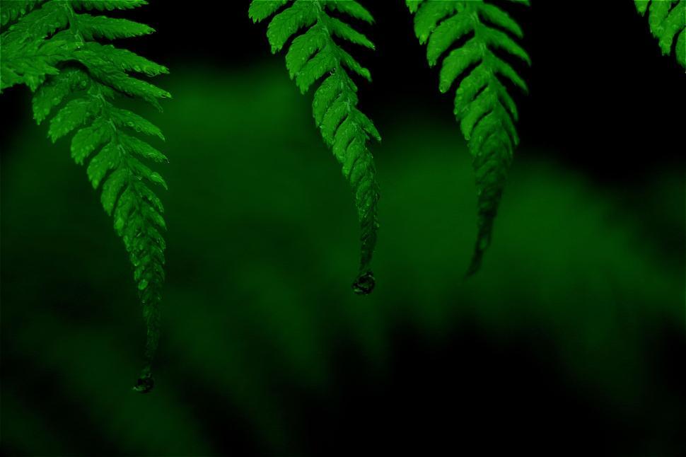 Free Image of plant leaf fern growth foliage natural spring texture summer flora close environment 